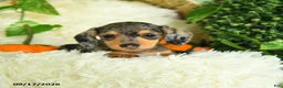 Miniature Dachshund dogs for sale: Sparkles - Ad 4