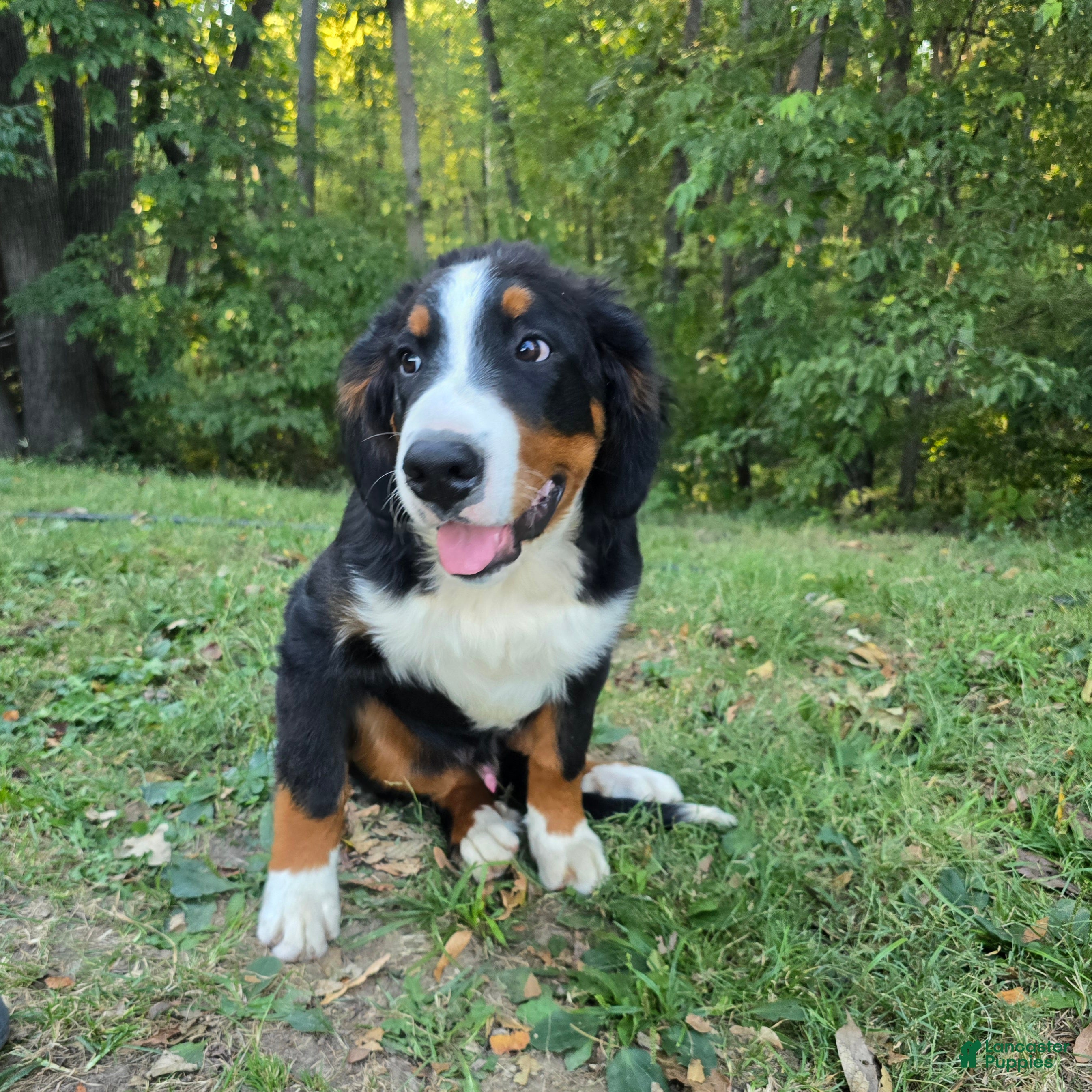 Bernese Mountain Dog dogs Bernese Mountain Dog 4 Archer - Ad 16