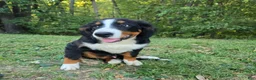 Bernese Mountain Dog dogs for sale: Bernese Mountain Dog 4 Archer - Ad 1