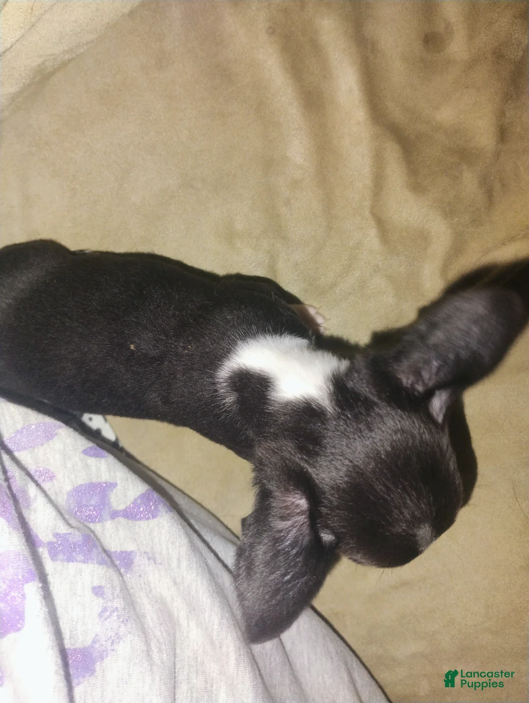 Chihuahua dogs for sale: Chihuahua Puppy 1 - Ad 6