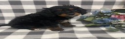 Mini Bernedoodle dogs for sale: Jasper - Ad 3