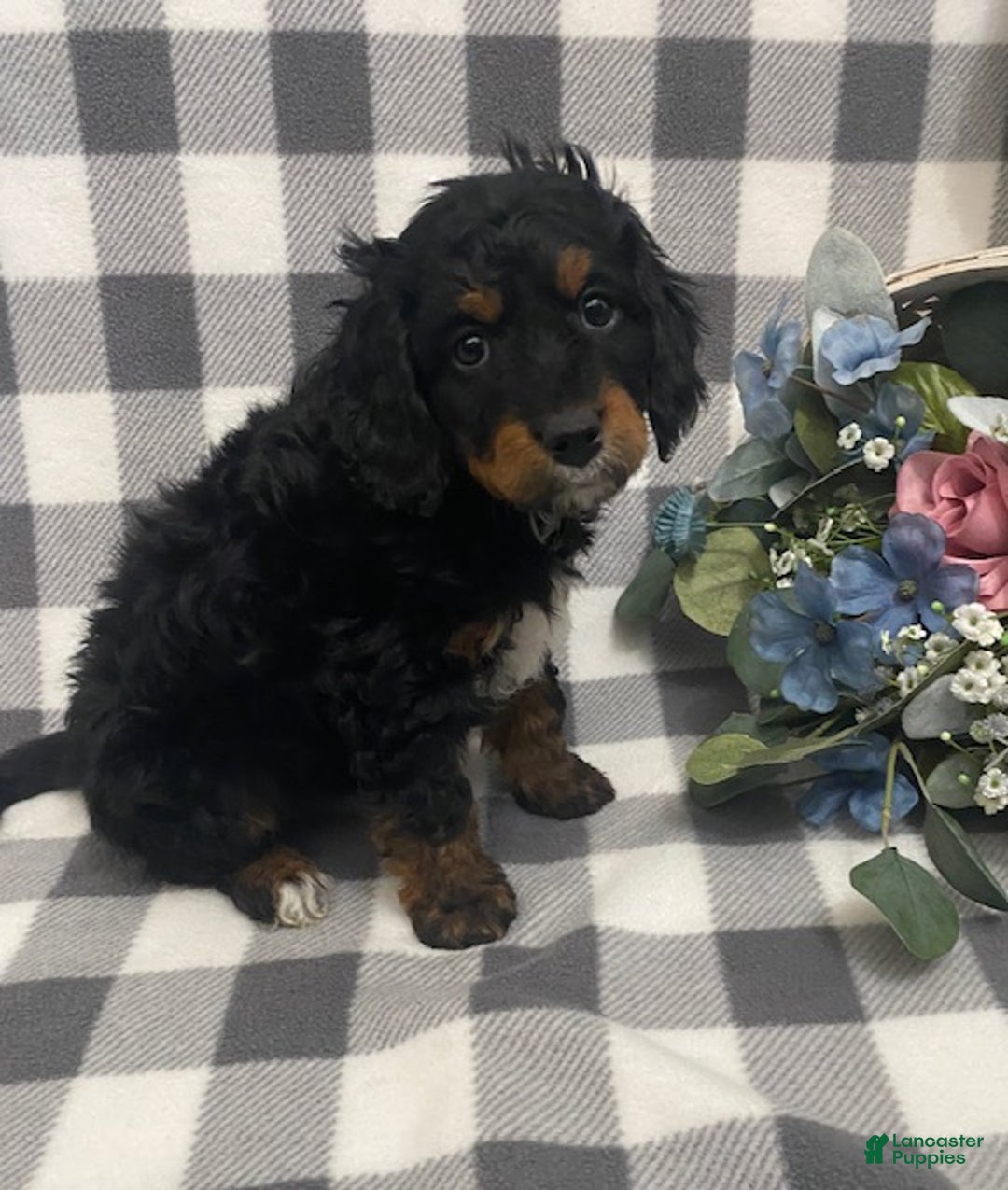 Mini Bernedoodle dogs for sale: Jasper - Ad 3