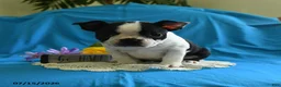 Boston Terrier dogs for sale: Viola - Ad 4