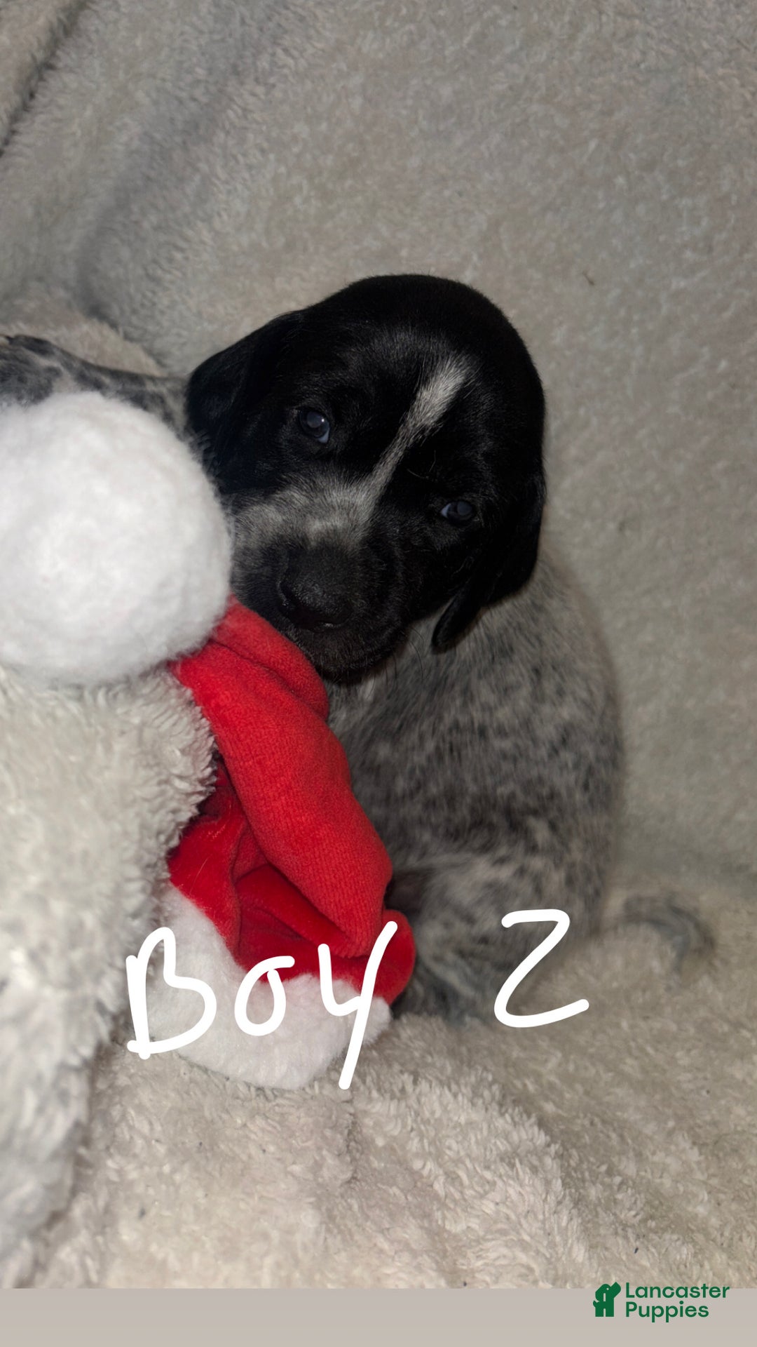 German Shorthaired Pointer dogs for sale: German Shorthaired Pointer Puppy 1 - Ad 5