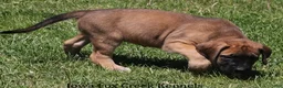 Mixed Breed dogs for sale: Bonnie - Ad 5