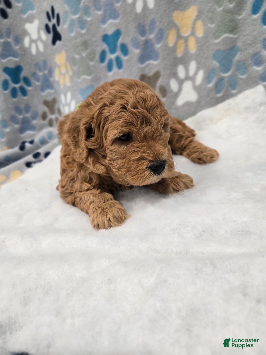 Mini Goldendoodle dogs for sale: Leo - Ad 8