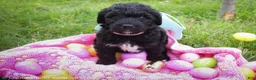 Goldendoodle dogs for sale: Miss Pink - Ad 5