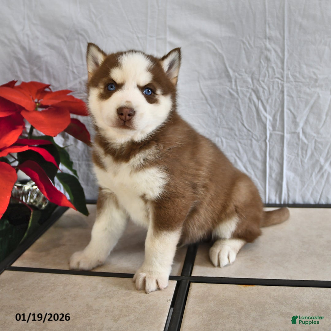 Siberian Husky dogs for sale: Rocky - Ad 2
