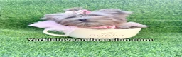 Yorkshire Terrier dogs for sale: Small black Merle female  - Ad 3