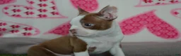 Boston Terrier dogs for sale: Tommy - Ad 3