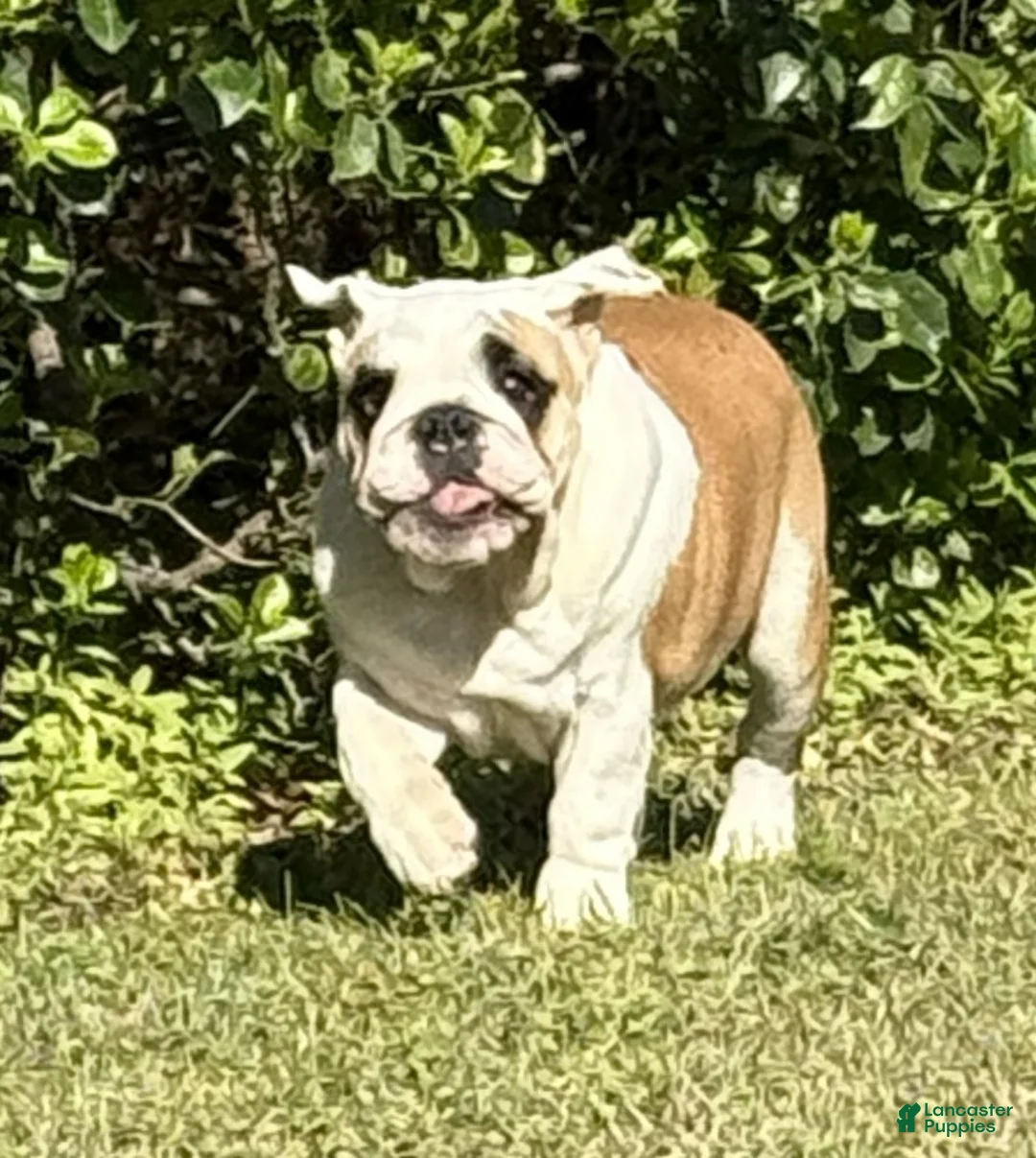 English Bulldog dogs for sale: Yvonne - Ad 1