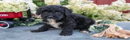 Miniature Schnauzer dogs for sale: Kingston - Ad 1