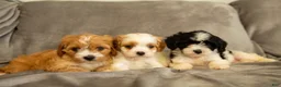 Cavapoo dogs for sale: Bruno - Ad 3