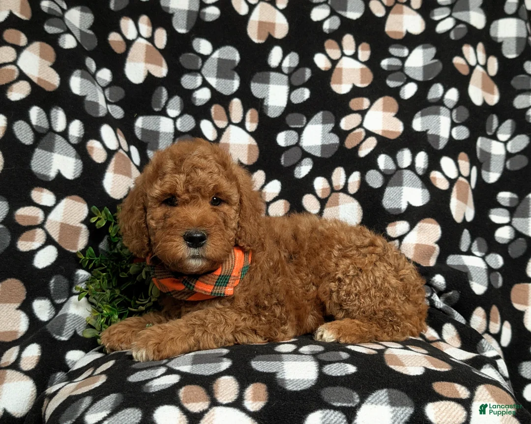 Goldendoodle dogs for sale: Farlow - Ad 4