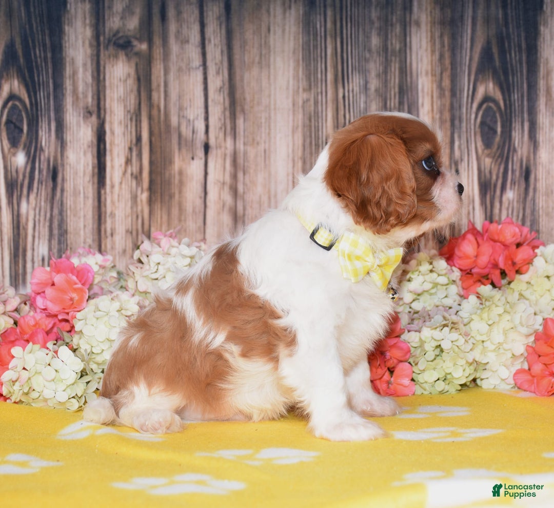 Cavalier King Charles Spaniel dogs for sale: Neptune - Ad 3