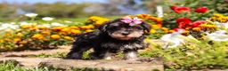 Miniature Schnauzer dogs for sale: Emmy - Ad 5