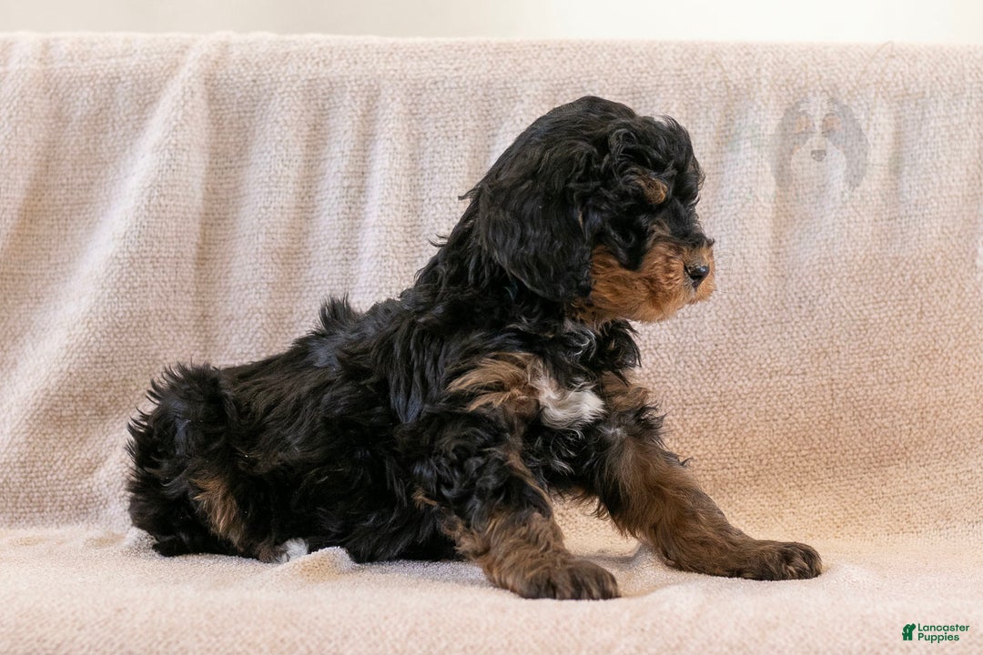 Bernedoodle dogs for sale: Cinderella - Ad 13