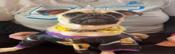 Pug dogs for sale: Baked Potato - Ad 5