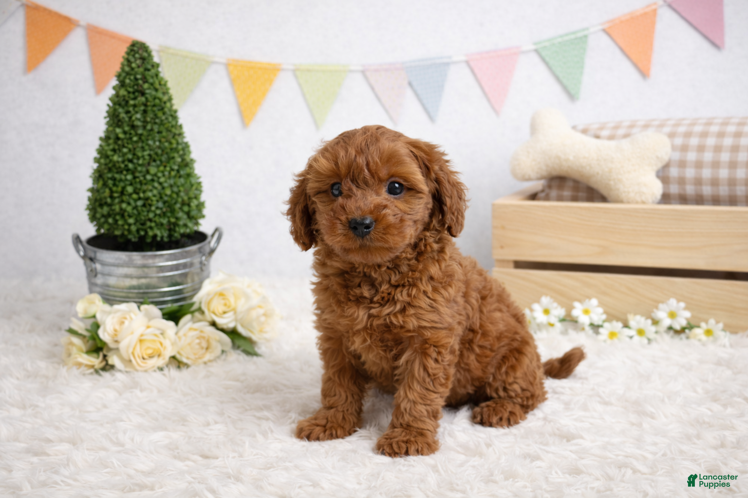 Cockapoo dogs ❤️❤️ Coco ❤️❤️ - Ad 23