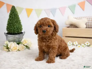 Cockapoo dogs ❤️❤️ Coco ❤️❤️ - Ad 23