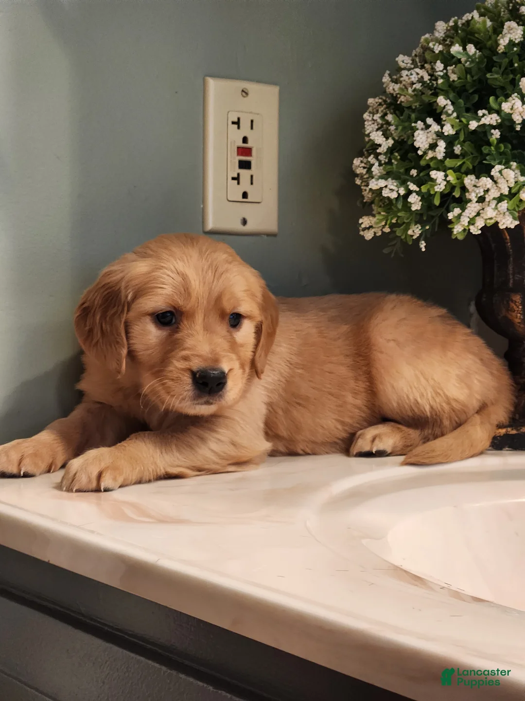 Golden Retriever dogs for sale: Rosie - Ad 1