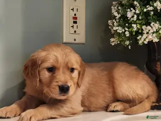 Golden Retriever dogs for sale: Rosie - Ad 3