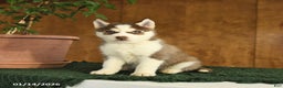 Siberian Husky dogs for sale: Baxter - Ad 2