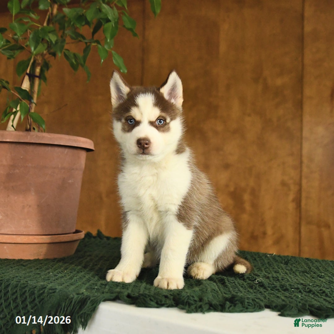 Siberian Husky dogs for sale: Baxter - Ad 2