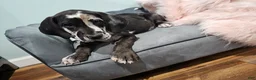 Great Dane dogs for sale: Harlequin Beauty  - Ad 3
