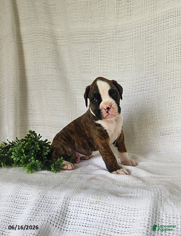 Boxer dogs Chance - Ad 1
