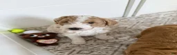 Goldendoodle dogs for sale: Peanut - Ad 5