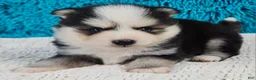 Pomsky dogs for sale: Buckley  - Ad 3