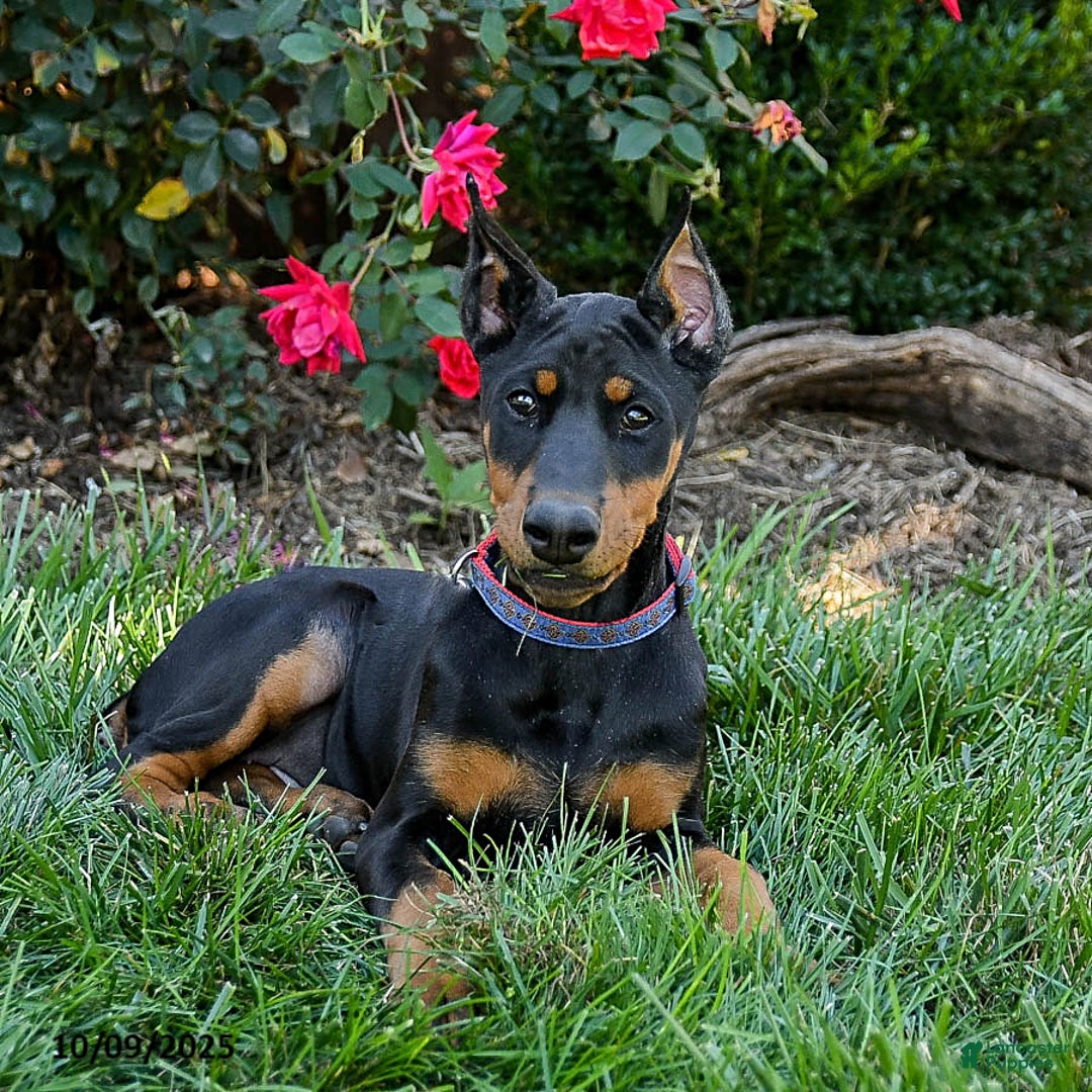 Hera Euro Champion AKC for sale in Ronks Lancaster Puppies