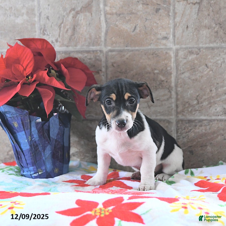 Jack Russell Terrier dogs Archie - Ad 16