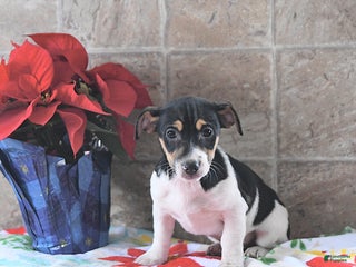 Jack Russell Terrier dogs Archie - Ad 1