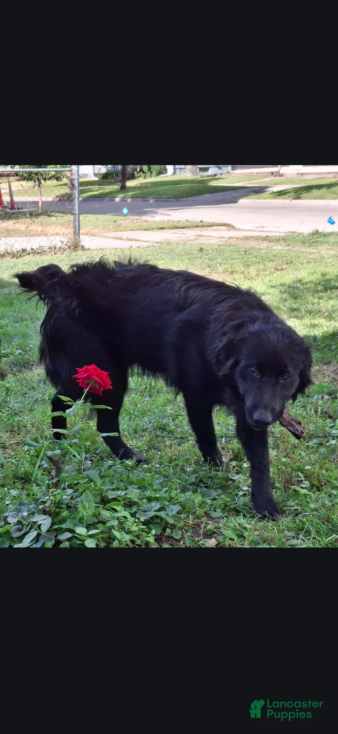 Mixed Breed dogs for sale: Mixed Breed Puppy 2 Mr Valentine  - Ad 5