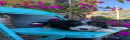 Mini Bernedoodle dogs for sale: Dexter - Ad 5