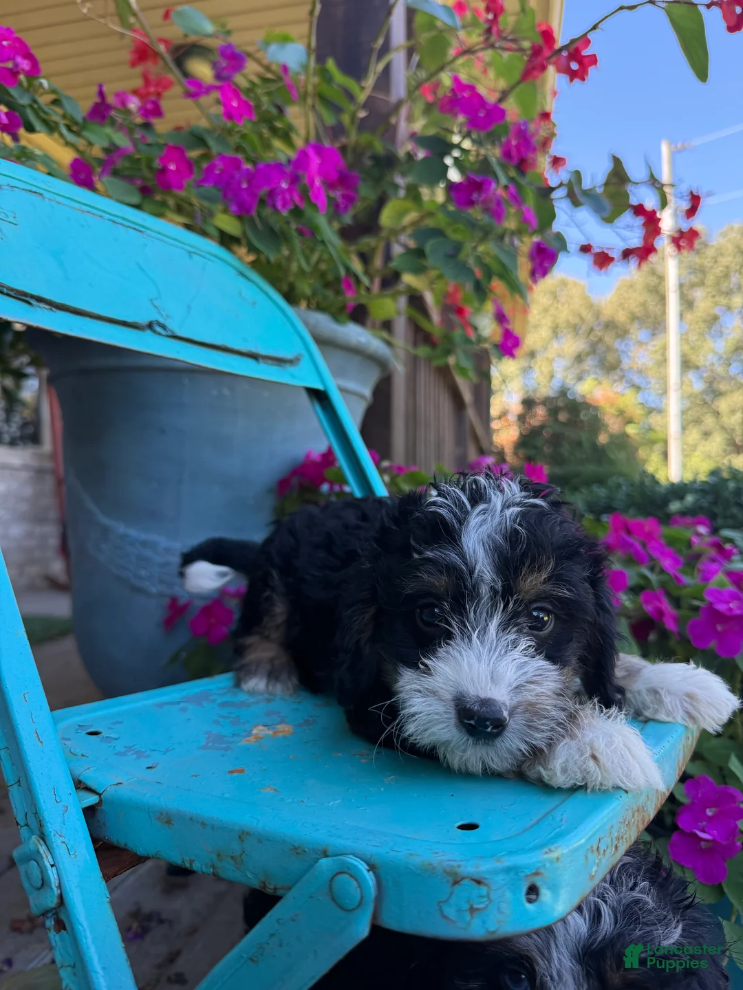 Mini Bernedoodle dogs for sale: Dexter - Ad 5