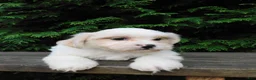 Teddy Bear dogs for sale: Weston - Ad 4
