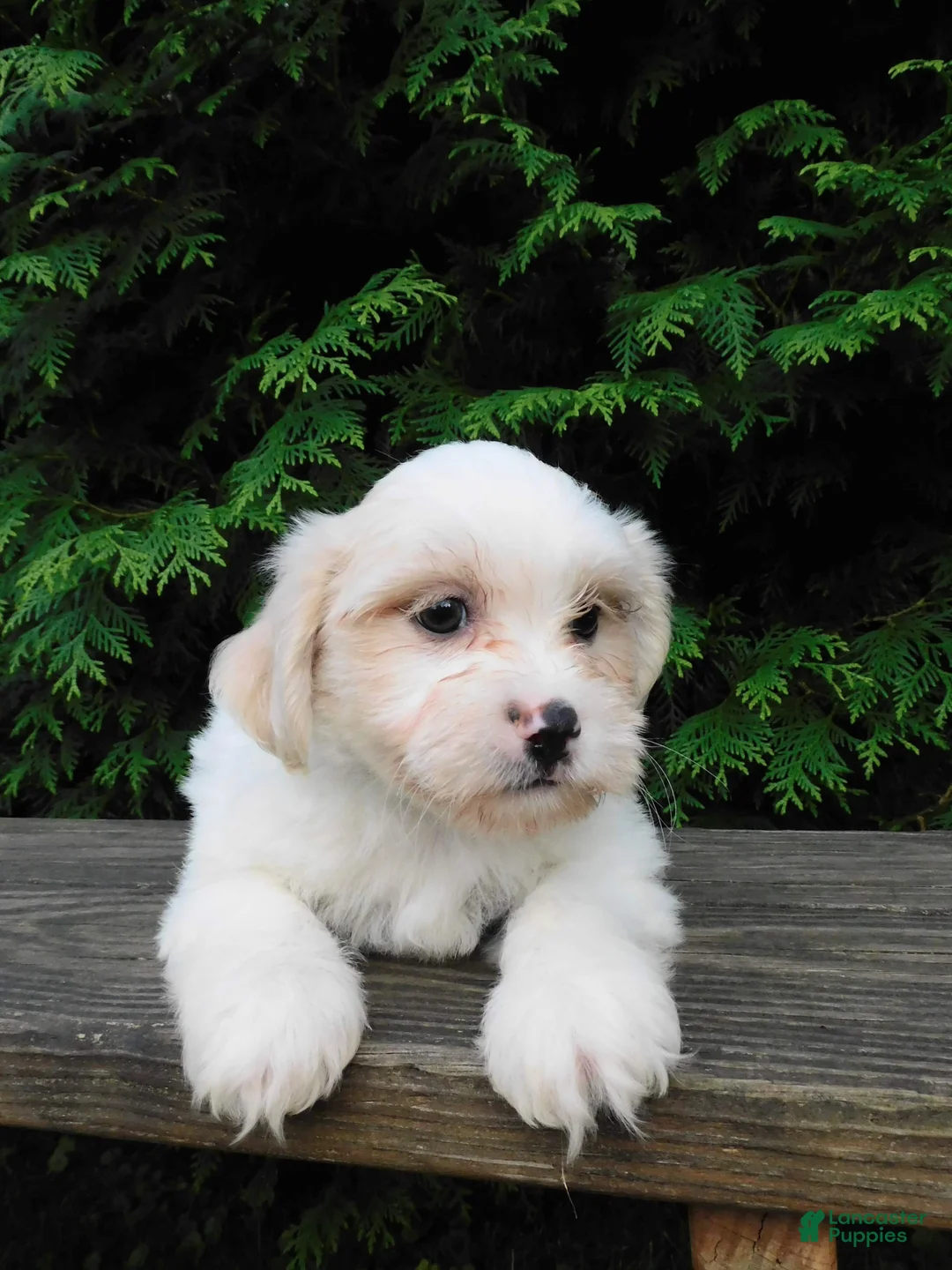 Teddy Bear dogs for sale: Weston - Ad 4