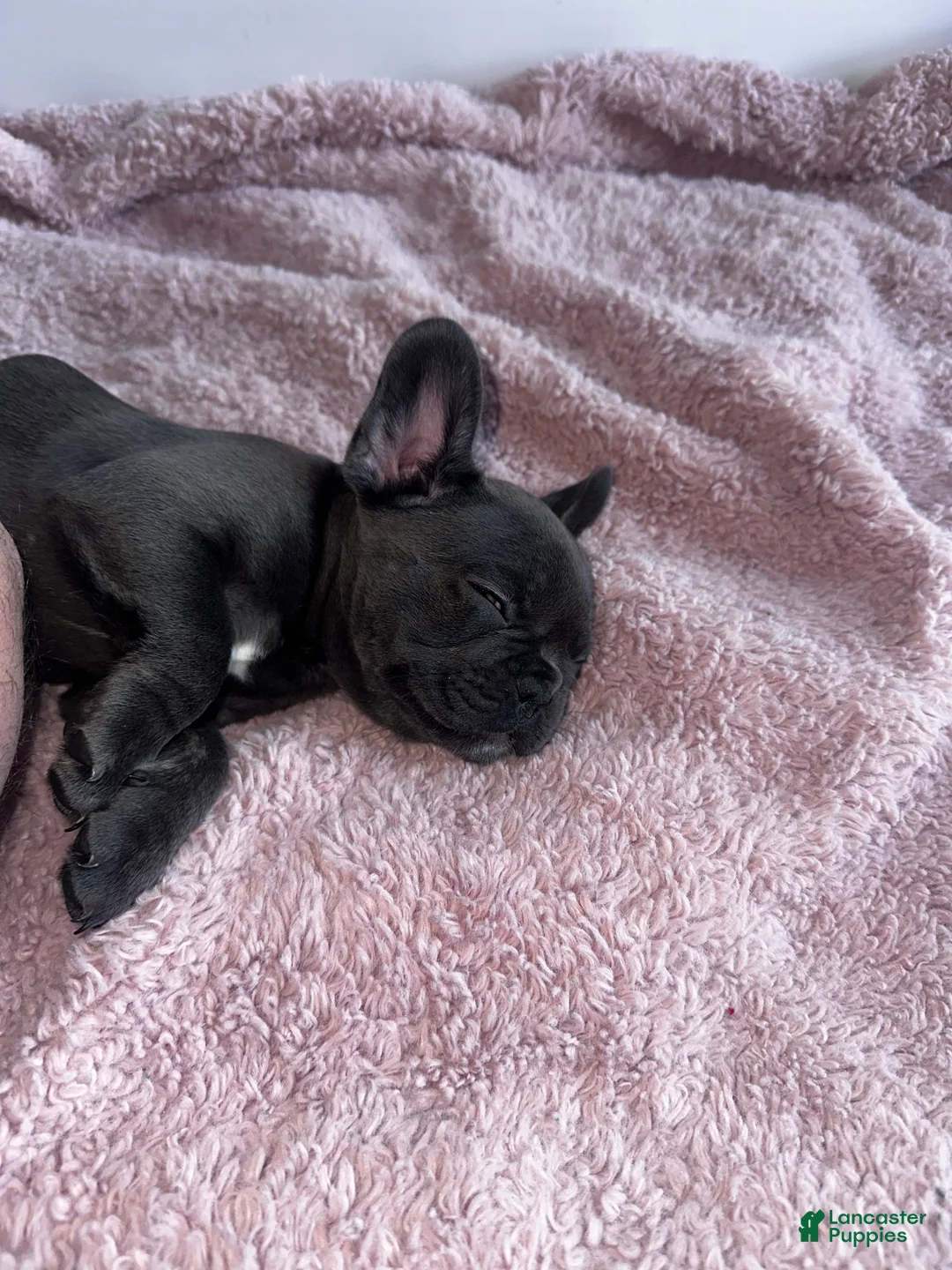 French Bulldog dogs for sale: Lola - Ad 5