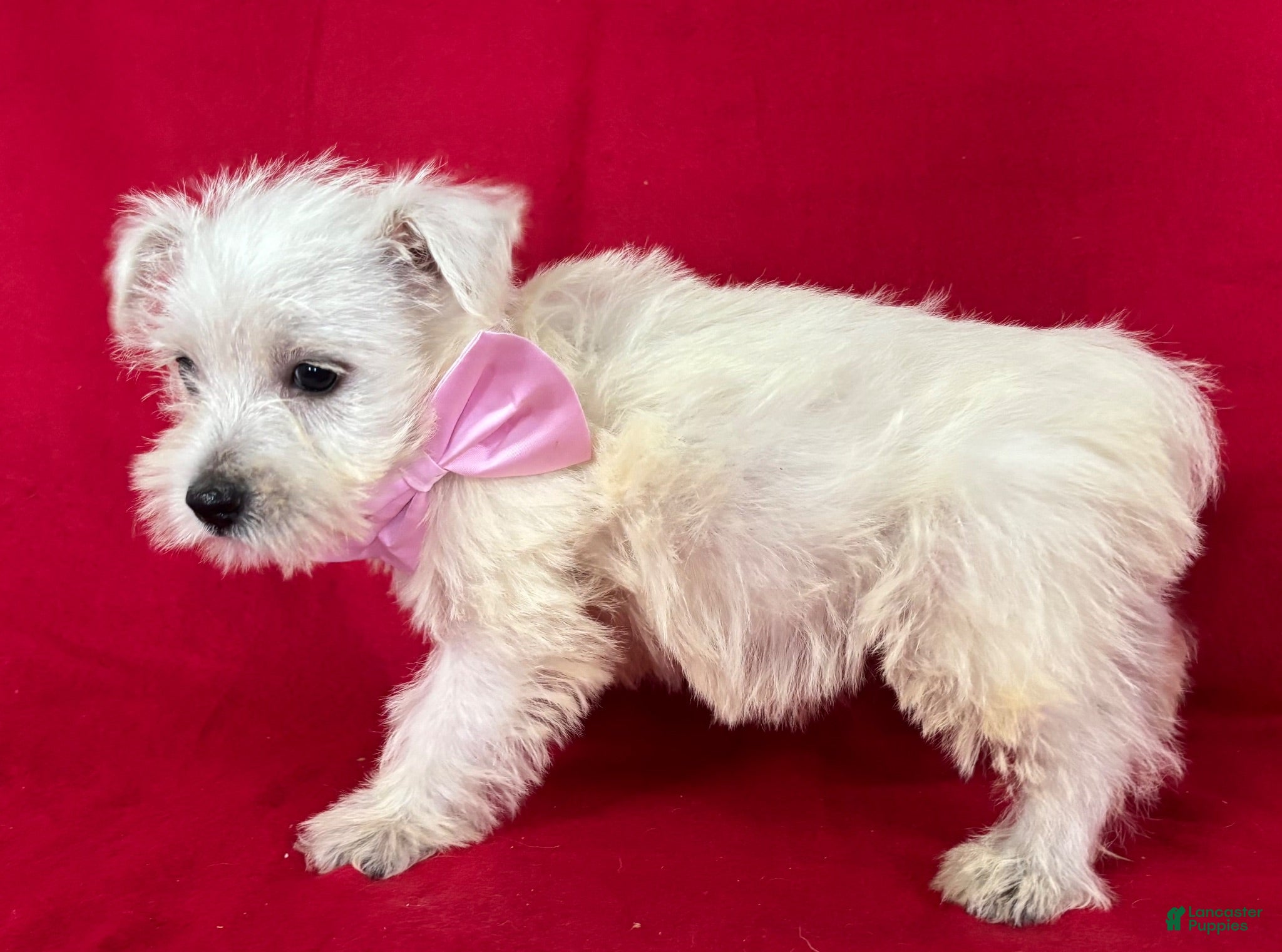 West Highland Terrier dogs West Highland Terrier 4 - Ad 2
