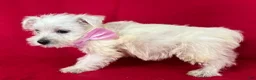 West Highland Terrier dogs for sale: West Highland Terrier 4 - Ad 2