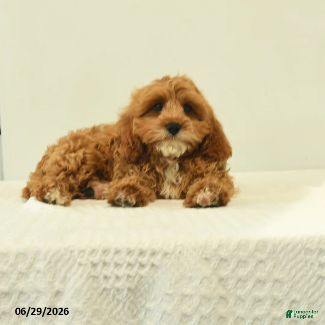 Cavapoo dogs for sale: Milton - Ad 1