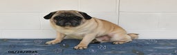 Pug dogs for sale: Cole - Ad 5