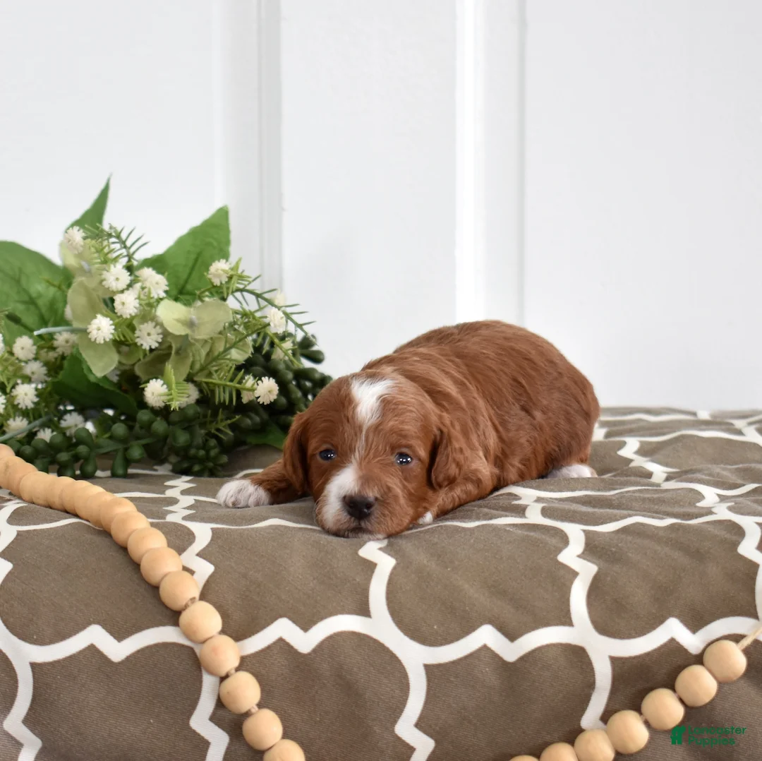 Toy Poodle dogs for sale: Parker  - Ad 8