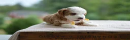 Mini Goldendoodle dogs for sale: August - Ad 6