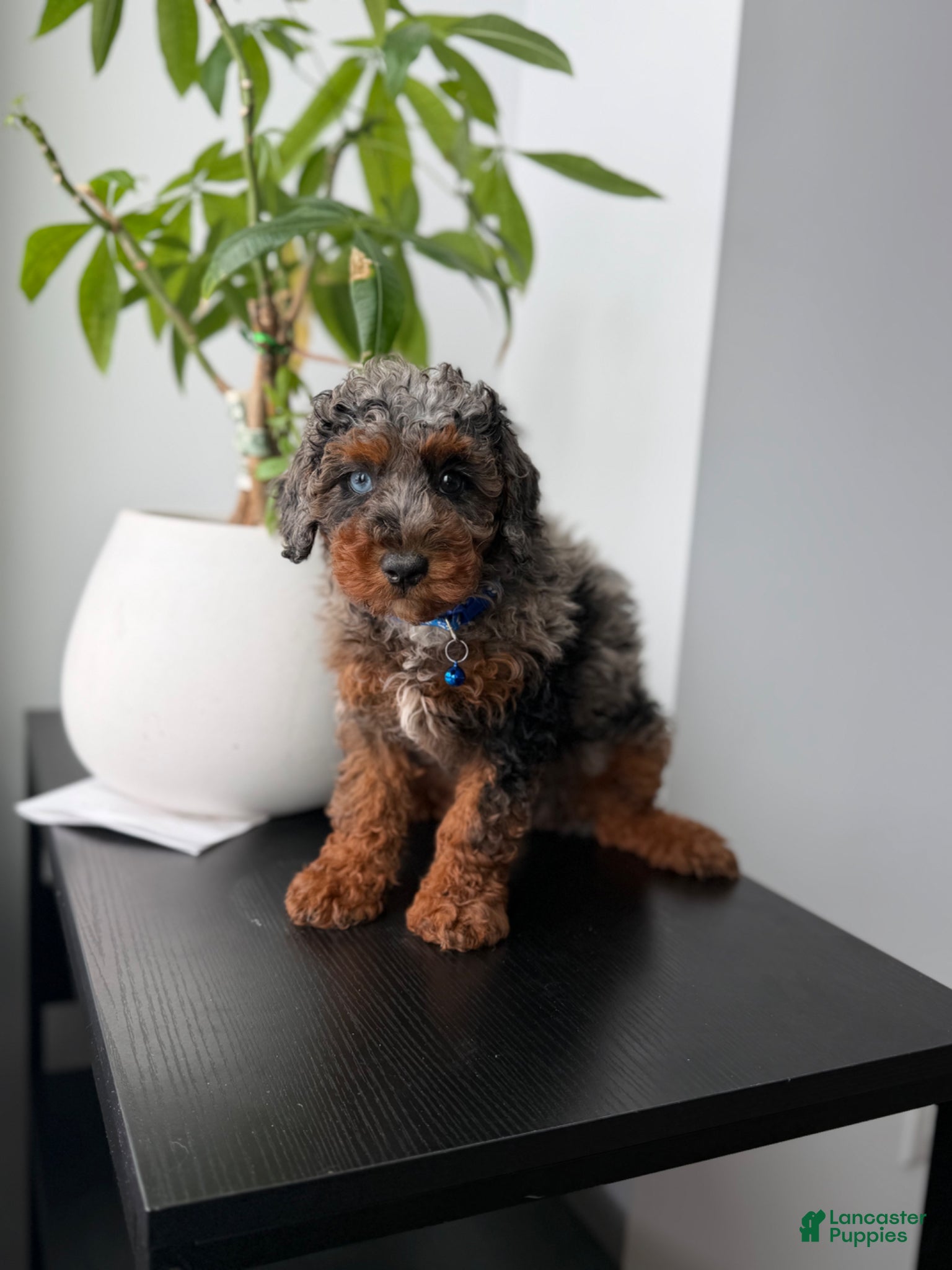 Miniature Poodle dogs Dylan - Ad 17