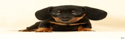 Miniature Dachshund dogs for sale: Jackie - Ad 4