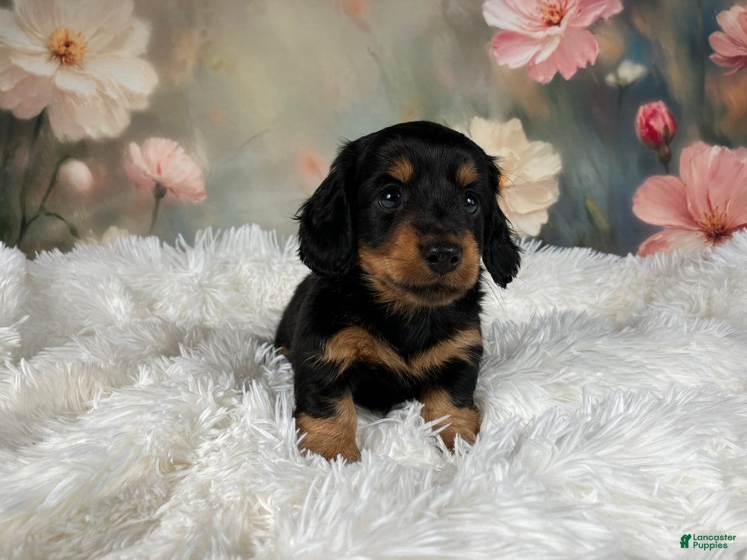 Miniature Dachshund dogs for sale: AKC-Murphy - Ad 11